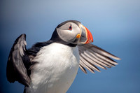 22 puffin (AF3A4953) June 25, 2019