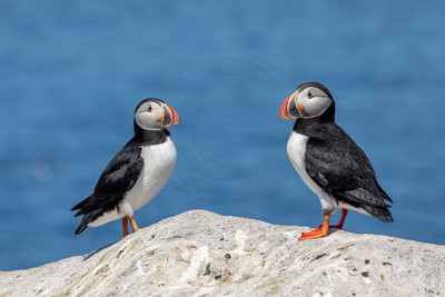 12 puffins (AF3A2366) June 24, 2019