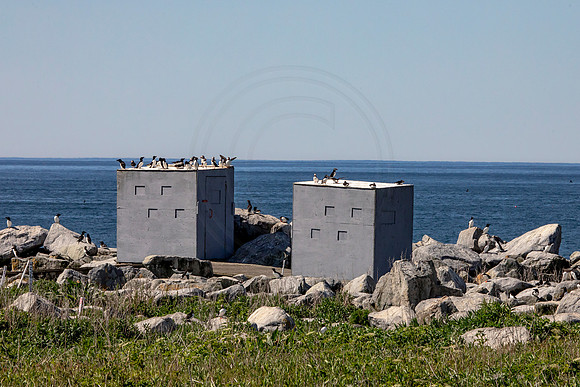 26 puffin blinds (AF3A2054) June 24, 2019