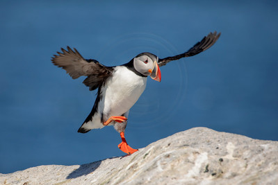 29 puffin (AF3A2116) June 24, 2019