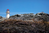 23 machias seal island (AF3A6191) June 25, 2019