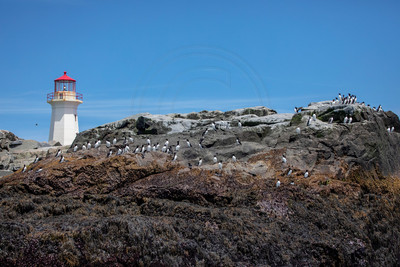 23 machias seal island (AF3A6191) June 25, 2019