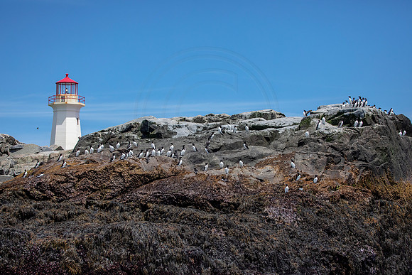 23 machias seal island (AF3A6191) June 25, 2019