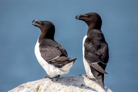 3 razorbills (AF3A0213) June 23, 2019