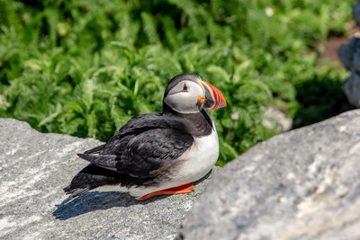 39 puffin (AF3A4427) June 25, 2019