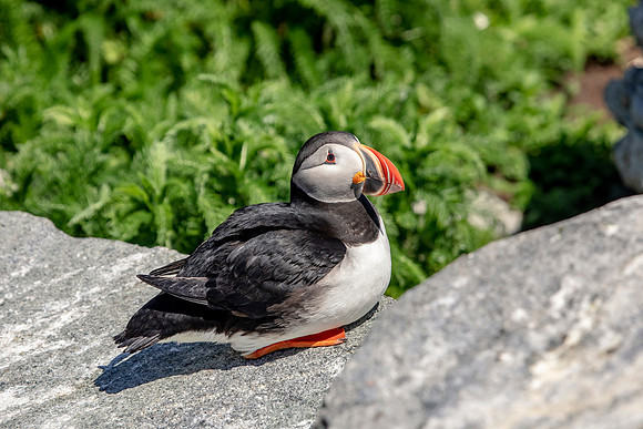 39 puffin (AF3A4427) June 25, 2019