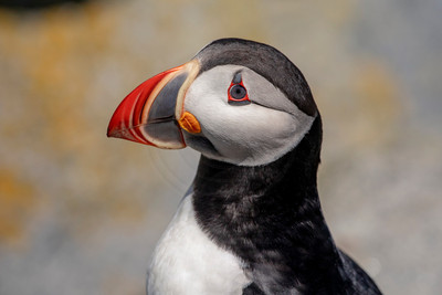 40 puffin (AF3A4636) June 25, 2019