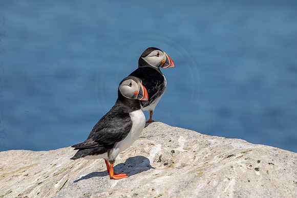 30 puffins (AF3A2320) June 24, 2019