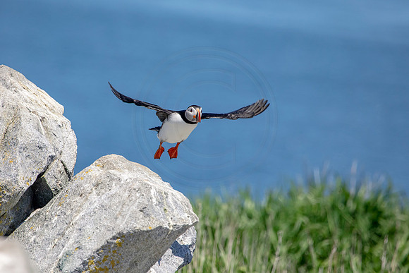 42 puffin (AF3A5345) June 25, 2019