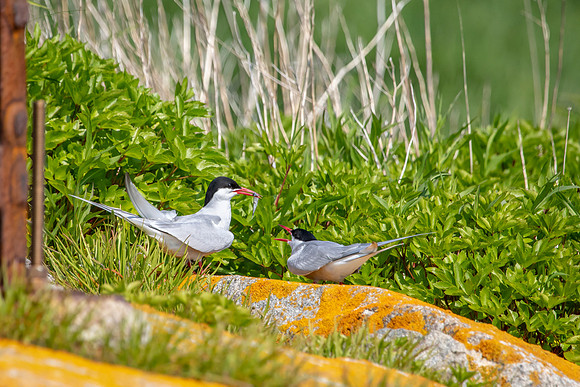 52 atlantic terns (AF3A0140) June 23, 2019