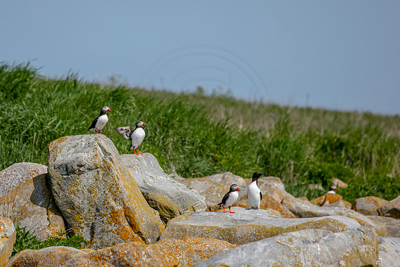 54 puffins (AF3A0158) June 23, 2019