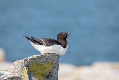 61 razorbill (AF3A0252) June 23, 2019