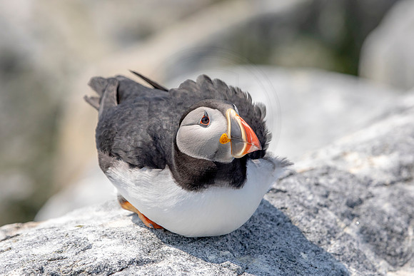 118 puffin (AF3A1220) June 23, 2019
