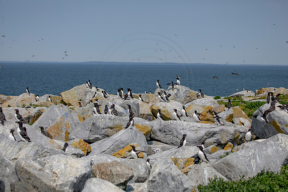 125 razorbills (AF3A1303) June 23, 2019