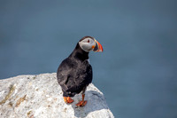 1 puffin (AF3A0600) June 23, 2019