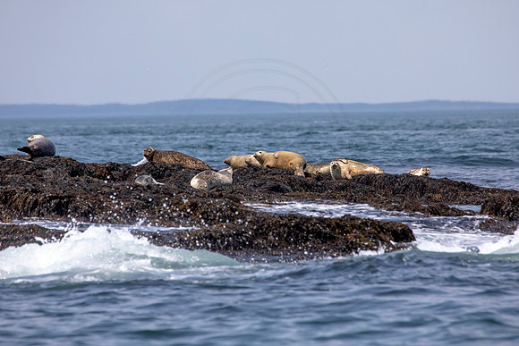 131 harbor seals (AF3A1728) June 23, 2019