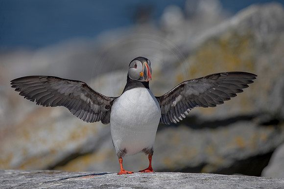 162 puffin (AF3A2220) June 24, 2019