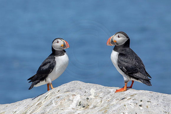 177 puffins (AF3A2365) June 24, 2019