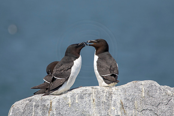 123 razorbill (AF3A1279) June 23, 2019