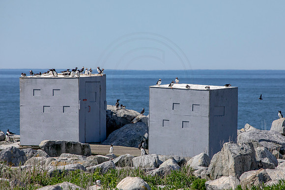 139 puffin (AF3A2047) June 24, 2019