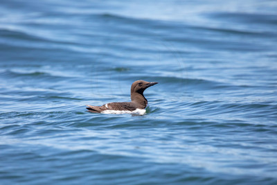 270 common murre (AF3A3383) June 24, 2019