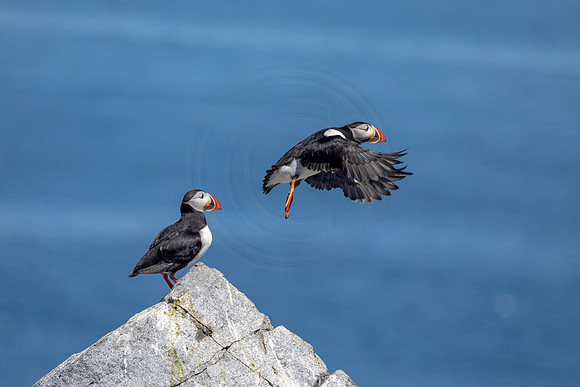 296 puffins (AF3A4352) June 25, 2019