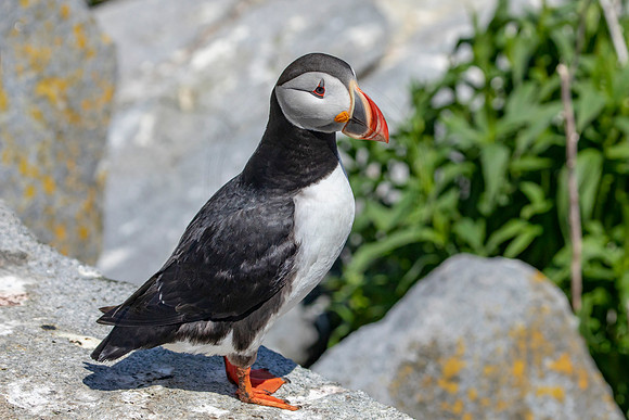 340 puffin (AF3A4653) June 25, 2019