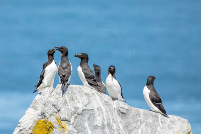269 razorbills (AF3A3354) June 24, 2019