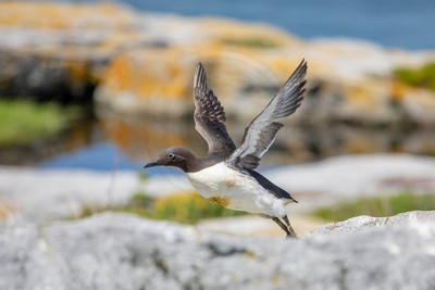 351 common murre (AF3A4776) June 25, 2019