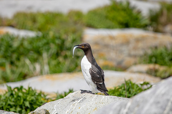 370 common murre (AF3A4882) June 25, 2019