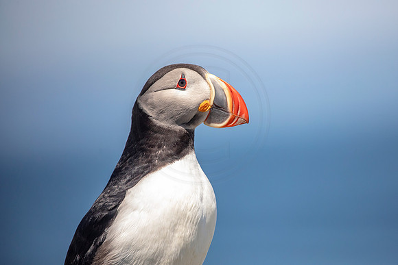 41 puffin (AF3A4966) June 25, 2019