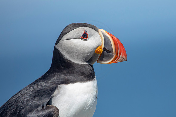 385 puffin (AF3A5055) June 25, 2019