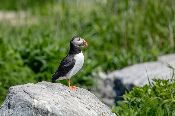 394 puffin (AF3A5199) June 25, 2019