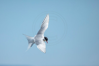 407 arctic tern (AF3A5653) June 25, 2019