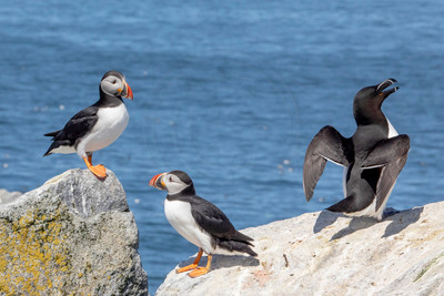 191 puffins (AF3A2520) June 24, 2019
