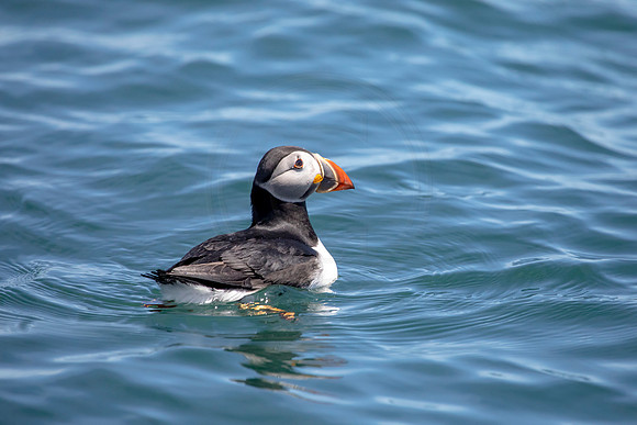 416 puffin (AF3A6032) June 25, 2019