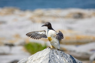 353 common murre (AF3A4786) June 25, 2019