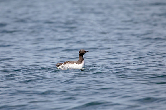 419 common murre (AF3A6142) June 25, 2019