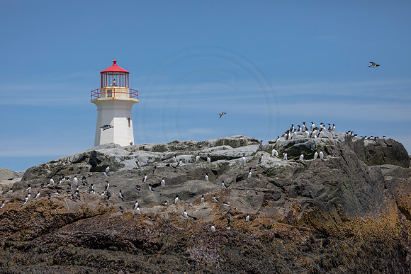 425 lighthouse (AF3A6180) June 25, 2019