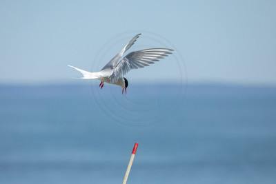 406 arctic tern (AF3A5608) June 25, 2019