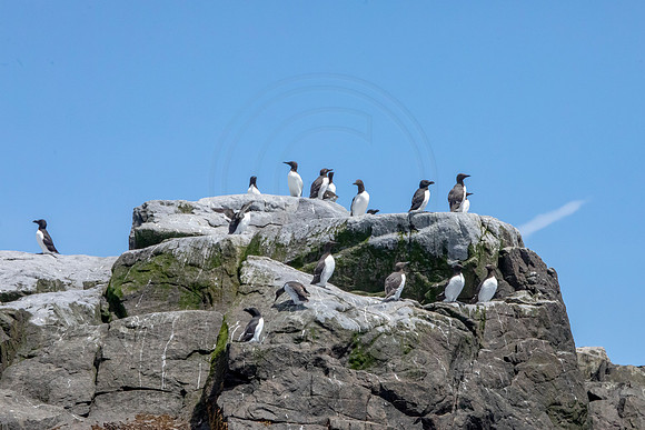426 razorbills and murres (AF3A6213) June 25, 2019