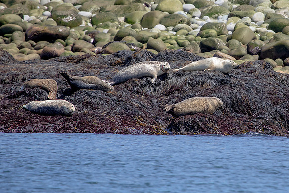 429 harbor seals (AF3A6506) June 25, 2019