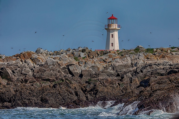 31 machias seal island (AF3A0006) June 23, 2019