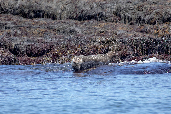 437 harbor seals (AF3A6672) June 25, 2019