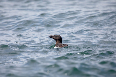 417 razorbill (AF3A6120) June 25, 2019