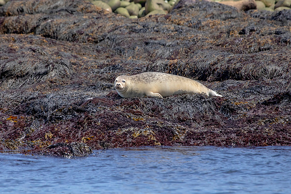 438 harbor seals (AF3A6717) June 25, 2019