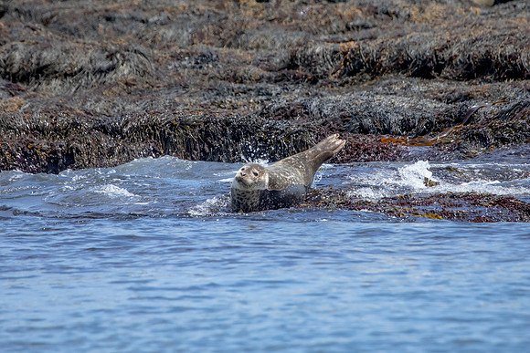 445 harbor seals (AF3A6826) June 25, 2019