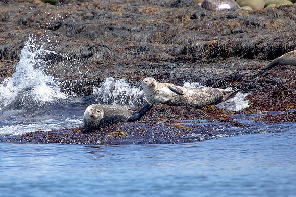 434 harbor seals (AF3A6568) June 25, 2019