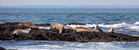 8 seals (AF3A1642) June 23, 2019 copy