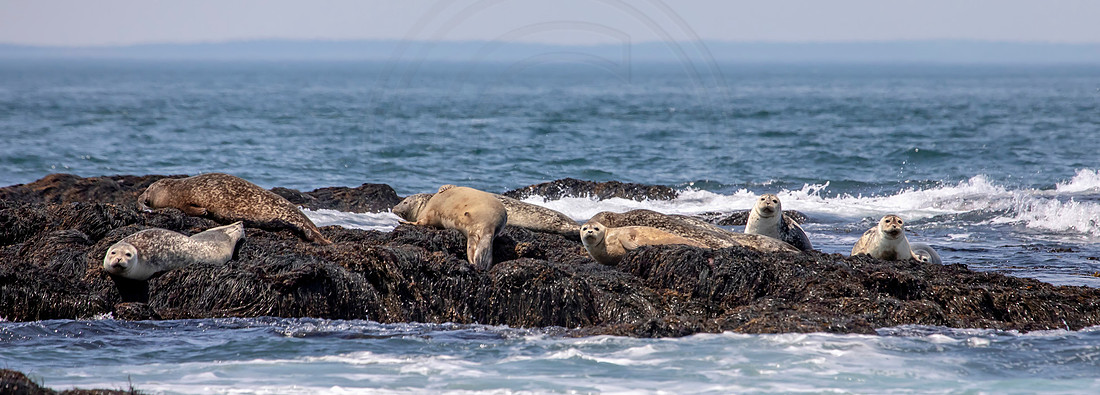 8 seals (AF3A1642) June 23, 2019 copy